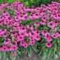 100 PCS Seeds 'May Jay' Red Purple Coneflower Echinacea purpurea Flower