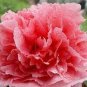 5 PCS Seeds 'Meilitianshi' Rose Pink Peony