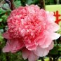 5 PCS Seeds 'Meilitianshi' Rose Pink Peony