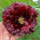 5 PCS Seeds 'Miami' Dark Red Burgundy Tree Peony Flower 5 PCS Seeds 'Miami' Dark Red Burgundy Tree Peony Flower