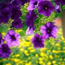200 PCS Seeds 'Mik' Light Purple Petunia Hybrid