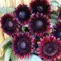 40 PCS Seeds 'Moulin Rouge' Series Purple Black Sunflower