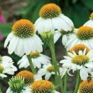 100 PCS Seeds 'Mozzarella' Echinacea Coneflower 100 PCS Seeds 'Mozzarella' Echinacea Coneflower