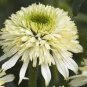 100 PCS Seeds 'Mozzarella' Echinacea Coneflower