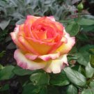 50 PCS Seeds 'Mu Na' Golden Red Rose Shrub Flower 50 PCS Seeds 'Mu Na' Golden Red Rose Shrub Flower