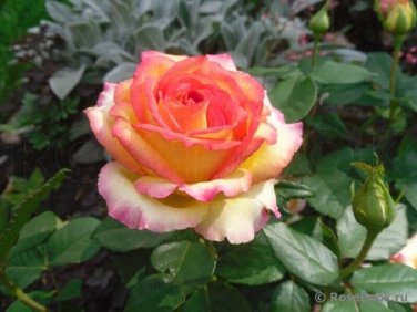 50 PCS Seeds 'Mu Na' Golden Red Rose Shrub Flower