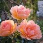 50 PCS Seeds 'Mu Na' Golden Red Rose Shrub Flower