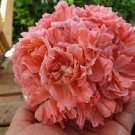 10 PCS Seeds 'Noel Gordon' Geranium