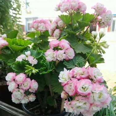10 PCS Seeds 'Odensjo Ljus och Varme' Geranium White Light Orange Flowers