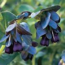 100 PCS Seeds 'Old Shoes or roof Tiles ' Seeds Hardy Perennial Pot Flowers Blue White 100 PCS Seeds 'Old Shoes or roof Tiles ' Seeds Hardy Perennial Pot Flowers Blue White