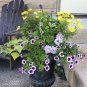 100 PCS Seeds 'Old Shoes or roof Tiles ' Seeds Hardy Perennial Pot Flowers Blue White
