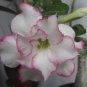 2 PCS Seeds 'Orange Daffodils' Adenium Desert Rose