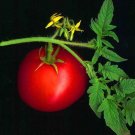400 PCS Seeds 'Ox Horn' Rare Tomato