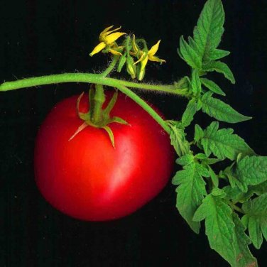 400 PCS Seeds 'Ox Horn' Rare Tomato