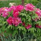 10 PCS Seeds 'Paeonia suffruticosa Andr' Tree Peony Bonsai 10 PCS Seeds 'Paeonia suffruticosa Andr' Tree Peony Bonsai