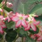 2 PCS Seeds 'Peach Crispy Noodles' Adenium Desert Rose