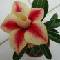 2 PCS Seeds 'Peach Crispy Noodles' Adenium Desert Rose