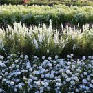 20 PCS Seeds 'Phoebe' White Blue Stripes Morning Glory Climbing Flowers 20 PCS Seeds 'Phoebe' White Blue Stripes Morning Glory Climbing Flowers