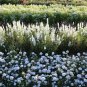 20 PCS Seeds 'Phoebe' White Blue Stripes Morning Glory Climbing Flowers