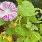 20 PCS Seeds 'Phoebe' White Blue Stripes Morning Glory Climbing Flowers