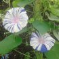 20 PCS Seeds 'Phoebe' White Blue Stripes Morning Glory Climbing Flowers