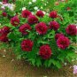 5 PCS Seeds 'Phoenix Fire' Purple Peony