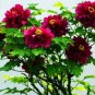5 PCS Seeds 'Phoenix Fire' Purple Peony