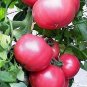 100 PCS Seeds 'Pink Girl' Big Bunches of Tomato