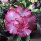 2 PCS Seeds 'Pink Lover' Water Pink White Desert Rose Adenium with rose pink edge