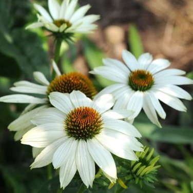 100 PCS Seeds 'Pow Wow' White Echinacea Coneflower