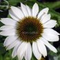 100 PCS Seeds 'Pow Wow' White Echinacea Coneflower