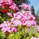 100 PCS Seeds 'Precision Amethyst' Ivy Geranium Plant