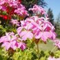 100 PCS Seeds 'Precision Amethyst' Ivy Geranium Plant