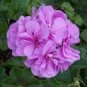 100 PCS Seeds 'Precision Amethyst' Ivy Geranium Plant