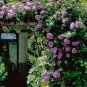 50 PCS Seeds 'Pu bu' Purple Big Blooms Climbing Rose