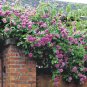 50 PCS Seeds 'Pu bu' Purple Big Blooms Climbing Rose