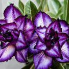 2 PCS Seeds 'Purple Angel' Adenium Desert Rose 2 PCS Seeds 'Purple Angel' Adenium Desert Rose