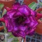 2 PCS Seeds 'Purple Angel' Adenium Desert Rose