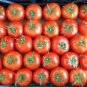 300 PCS Seeds 'Purple Shengnv' Indeterminate Tomato Organic