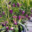 30 PCS Seeds 'Purple UFO' Purple Hot Chilli