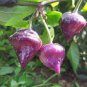 30 PCS Seeds 'Purple UFO' Purple Hot Chilli