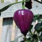 30 PCS Seeds 'Purple UFO' Purple Hot Chilli