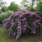 50 PCS Seeds 'Qi pai' Purple Big Blooms Rose Tree
