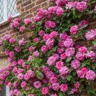 50 PCS Seeds 'Qiao San' Big Pink Turbine-like Climbing Rose Plant