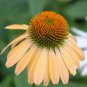 100 PCS Seeds 'Qiji' Orange Echinacea Purpurea Coneflower with Green Eye