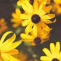 100 PCS Seeds 'Qiji' Orange Echinacea Purpurea Coneflower with Green Eye