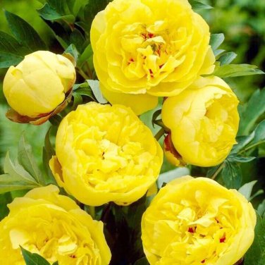 100 PCS Seeds 'Qiu Huang' Ball-typed Yellow Peony Flowers Seeds Fresh Yellow Double Flowers