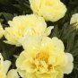 100 PCS Seeds 'Qiu Huang' Ball-typed Yellow Peony Flowers Seeds Fresh Yellow Double Flowers