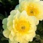 1000 PCS Seeds 'Qiu Huang' Ball-typed Yellow Peony Flowers Seeds Fresh Yellow Double Flowers