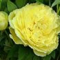 1000 PCS Seeds 'Qiu Huang' Ball-typed Yellow Peony Flowers Seeds Fresh Yellow Double Flowers